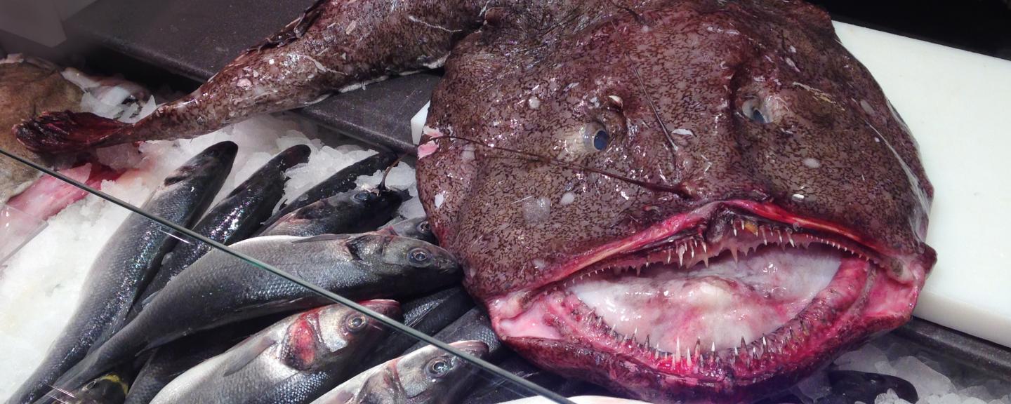 Monkfish, Seeteufel